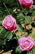 Greenmantle Garden Roses