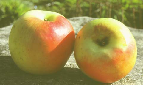 Honeycrisp apple losing its patent protection, but not its appeal