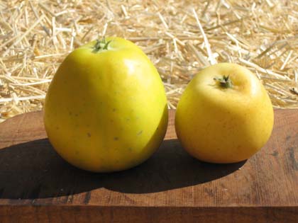 Apple - Yellow Ingestrie - tasting notes, identification, reviews