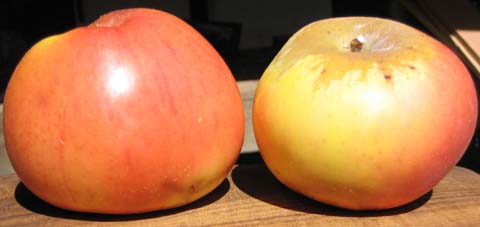 Honeycrisp apple losing its patent protection, but not its appeal