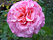 Classic Shrub Roses:heritage varieties+wild species